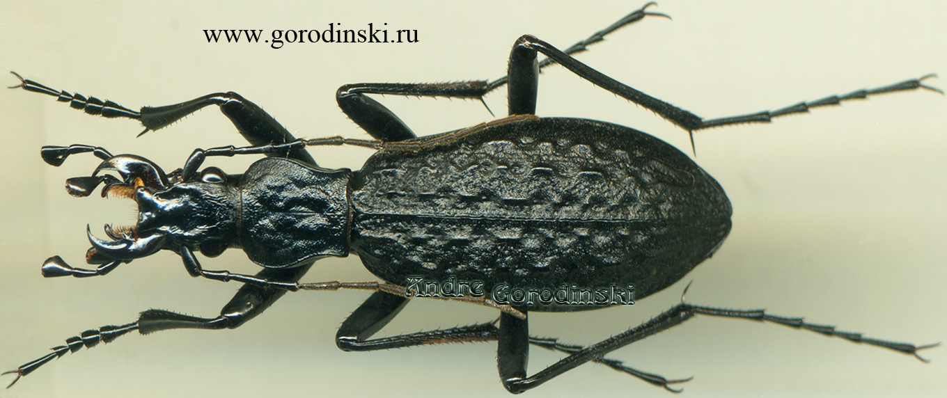 http://www.gorodinski.ru/carabus/Pseudocoptolabrus armiger armiger.jpg